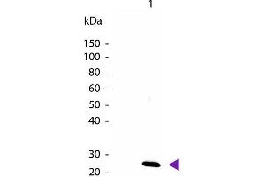 Western Blot of Biotin Conjugated Rabbit anti-IL-27/p28 antibody.