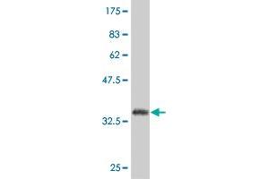 Western Blot detection against Immunogen (36. (SP1 anticorps  (AA 522-618))