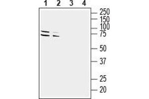 Western blot analysis of mouse (lanes 1 and 3) and rat (lanes 2 and 4) brain lysates: - 1,2. (GPR37 anticorps  (Extracellular, N-Term))