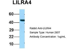 Host: Rabbit Target Name: LILRA4 Sample Type: 293T Antibody Dilution: 1. (LILRA4 anticorps  (C-Term))