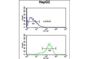 ATLA2 Antibody (Center) (ABIN6242474 and ABIN6579055) flow cytometric analysis of HepG2 cells (bottom histogram) compared to a negative control cell (top histogram). (Atlastin-2 anticorps  (AA 297-326))