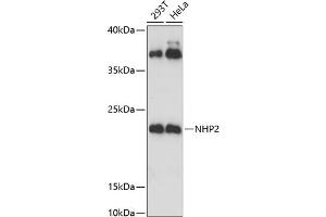 Western blot analysis of extracts of various cell lines, using NHP2 Antibody (ABIN6133224, ABIN6144622, ABIN6144623 and ABIN6221656) at 1:3000 dilution. (NHP2 anticorps  (AA 1-153))