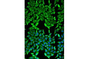 Immunofluorescence analysis of HeLa cells using MOG antibody.
