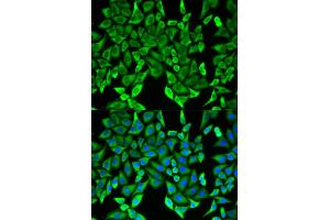 Immunofluorescence analysis of HeLa cells using MOG antibody. (MOG anticorps)