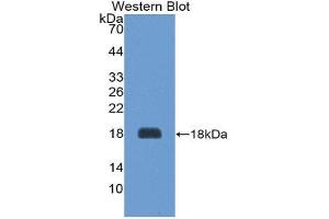 Western Blotting (WB) image for anti-Agouti Related Protein Homolog (Mouse) (AGRP) (AA 34-127) antibody (ABIN1174462) (AGRP anticorps  (AA 34-127))