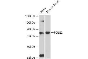 Western blot analysis of extracts of various cell lines, using POLE2 antibody (ABIN6129081, ABIN6145886, ABIN6145887 and ABIN6216616) at 1:3000 dilution. (POLE2 anticorps  (AA 1-290))