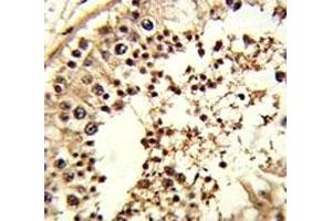 IHC analysis of FFPE human testis tissue stained with TBP antibody (TBP anticorps  (AA 210-239))
