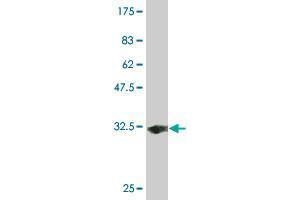 Western Blot detection against Immunogen (32.