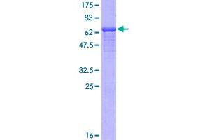 SDS-PAGE (SDS) image for NDRG Family Member 4 (NDRG4) (AA 1-339) protein (GST tag) (ABIN1312193)