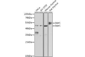 Western blot analysis of extracts of various cell lines, using Islet1 antibody (ABIN6131805, ABIN6142549, ABIN6142550 and ABIN6222006) at 1:500 dilution. (ISL1 anticorps  (AA 1-349))