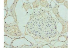 Immunohistochemistry of paraffin-embedded human kidney tissue using ABIN7158341 at dilution of 1:100