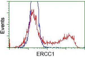 HEK293T cells transfected with either pCMV6-ENTRY ERCC1 (RC200478) (Red) or empty vector control plasmid (Blue) were immunostained with anti-ERCC1 mouse monoclonal (ABIN2453006), and then analyzed by flow cytometry. (ERCC1 anticorps)