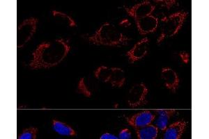 Confocal immunofluorescence analysis of U2OS cells using TUFM Polyclonal Antibody at dilution of 1:100. (TUFM anticorps)