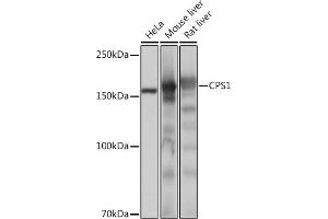 Western blot analysis of extracts of various cell lines, using CPS1 Rabbit mAb (ABIN7266063) at 1:1000 dilution. (CPS1 anticorps)