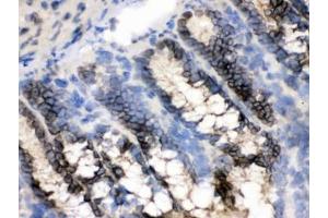 IHC testing of frozen rat intestine tissue with CRM1 antibody. (XPO1 anticorps)