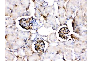 Apolipoprotein A I was detected in paraffin-embedded sections of mouse kidney tissues using rabbit anti- Apolipoprotein A I Antigen Affinity purified polyclonal antibody at 1 μg/mL. (APOA1 anticorps  (AA 25-264))