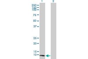 Western Blot analysis of TCL1A expression in transfected 293T cell line by TCL1A MaxPab polyclonal antibody. (TCL1A anticorps  (AA 1-114))