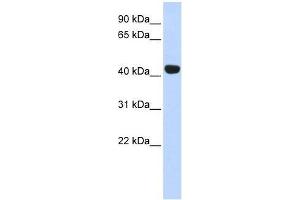 EGLN2 antibody used at 0. (PHD1 anticorps  (Middle Region))