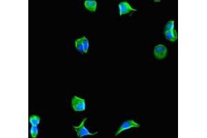 Immunofluorescent analysis of MCF-7 cells using ABIN7152114 at dilution of 1:100 and Alexa Fluor 488-congugated AffiniPure Goat Anti-Rabbit IgG(H+L)
