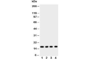 Western blot testing of Myoglobin antibody and rat samples 1: skeletal muscle;  2: heart;  3: liver;  4: intestine tissue lysate. (Myoglobin anticorps  (AA 138-154))