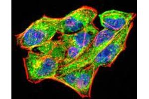 Immunofluorescence analysis of Hela cells using RAB11FIP1 mouse mAb (green).