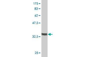 Western Blot detection against Immunogen (36. (RUNX2 anticorps  (AA 251-350))