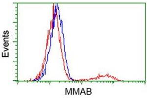 HEK293T cells transfected with either RC204290 overexpress plasmid (Red) or empty vector control plasmid (Blue) were immunostained by anti-MMAB antibody (ABIN2454109), and then analyzed by flow cytometry. (MMAB anticorps)