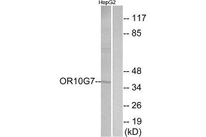 Western Blotting (WB) image for anti-Olfactory Receptor, Family 10, Subfamily G, Member 7 (OR10G7) (C-Term) antibody (ABIN1853378) (OR10G7 anticorps  (C-Term))