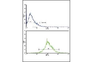 Flow cytometric analysis of HepG2 cells using CATB Antibody (Center)(bottom histogram) compared to a negative control cell (top histogram).
