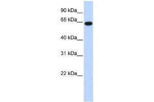WB Suggested Anti-C1orf2 Antibody Titration:  0. (FAM189B anticorps  (N-Term))