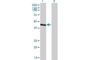 Western Blot analysis of TRIM63 expression in transfected 293T cell line by TRIM63 monoclonal antibody (M01), clone 6G6. (TRIM63 anticorps  (AA 254-352))