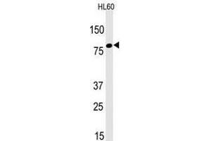 Image no. 1 for anti-Leo1, Paf1/RNA Polymerase II Complex Component, Homolog (S. Cerevisiae) (LEO1) (N-Term) antibody (ABIN357340) (LEO1 anticorps  (N-Term))