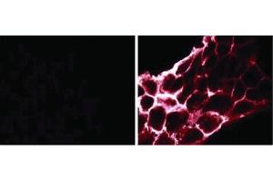 Phosphotyrosine, clone PY69. (Phosphotyrosine anticorps)