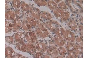 Detection of ENPP2 in Human Stomach Tissue using Monoclonal Antibody to Ectonucleotide Pyrophosphatase/Phosphodiesterase 2 (ENPP2)