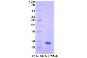 SDS-PAGE analysis of Cow Caspase 6 Protein. (Caspase 6 Protéine)