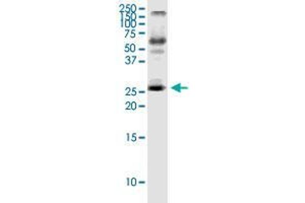 IL23A antibody  (AA 1-189)