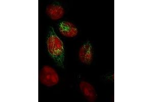 Immunofluorescence Analysis of MeOH-fixed HeLa cells labeling Cytokeratin with Cytokeratin, HMW Mouse Monoclonal Antibody (34BE12) followed by Goat anti-Mouse IgG-CF488 (Green).