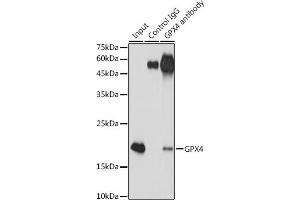 Immunoprecipitation analysis of 300 μg extracts of Jurkat cells using 3 μg GPX4 antibody (ABIN7267436). (GPX4 anticorps)