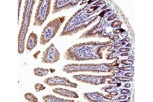 IHC analysis of TXN2 using anti-TXN2 antibody (ABIN7602150). (TXN2 anticorps  (AA 60-166))