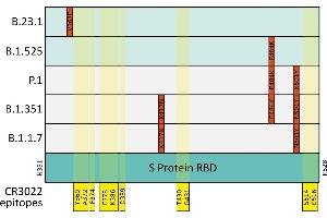 anti-SARS-CoV-2 Spike S1 (RBD) antibody