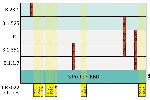 Mutations (indicated in red) in the SARS-CoV-2 S Protein receptor binding domain (RBD, mint) in variants of concern (light grey) and variants of note (light mint). (Recombinant SARS-CoV-2 Spike S1 anticorps  (RBD))