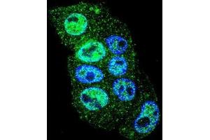 Confocal immunofluorescent analysis of INHBA Antibody (N-term)(Cat#AP52211PU-N) with HepG2 cell followed by Alexa Fluor 488-conjugated goat anti-rabbit lgG (green).