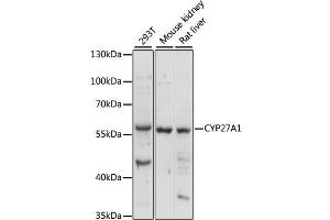 Western blot analysis of extracts of various cell lines, using CYP27 antibody (982) at 1:1000 dilution. (CYP27A1 anticorps  (AA 200-400))