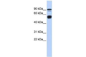 BCL11A antibody used at 0. (BCL11A anticorps  (N-Term))