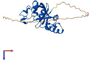 AlphaFold protein structure predicition of Mouse Recombinant Thyn1 Protein, UniprotID Q91YJ3