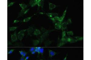 Immunofluorescence analysis of NIH-3T3 cells using HSP90AA1 Polyclonal Antibody at dilution of 1:100.