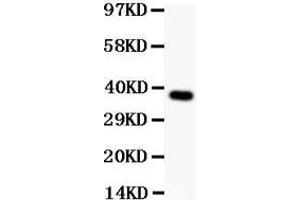 Anti-SynCAM Picoband antibody,  All lanes: Anti SYNCAM  at 0.