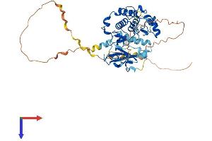 AlphaFold protein structure predicition of Mouse Recombinant Rps6kb2 Protein, UniprotID Q9Z1M4