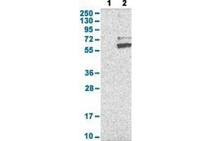 Western Blot analysis with RNF149 polyclonal antibody . (RNF149 anticorps  (AA 250-383))