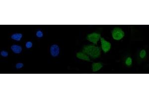 IF analysis of U2AF65/U2AF2 using anti-U2AF65/U2AF2 antibody (ABIN7600794). (U2AF2 anticorps  (AA 238-470))
